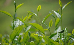 如何檢測茶葉中的農(nóng)藥殘留？