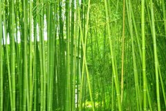植物株高要如何測量？